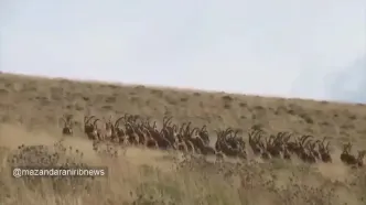 گله کل و بز وحشی در البرز مرکزی شمالی واقعی از ماجراجویی