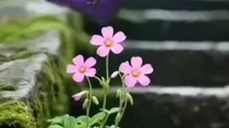 فال حافظ شما در 27 مرداد
