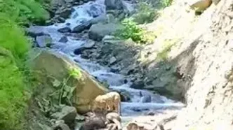 ببینید؛ مشاهده یک پلنگ درحال خوردن لاشه اسب در جنگل‌های آمل