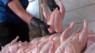 نرخ جدید مرغ امروز 27 مرداد 1404؛ قیمت مرغ تازه و منجمد در بازار