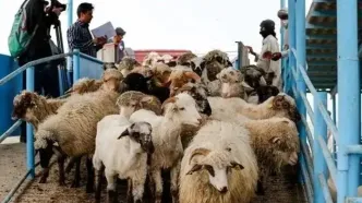 سقف و کف قیمت دام زنده اعلام شد (۱۲ مرداد ۱۴۰۴)