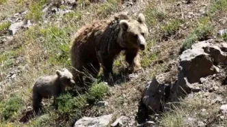تقاضای عجیب خرس سبلان از کوهنوردان+ فیلم