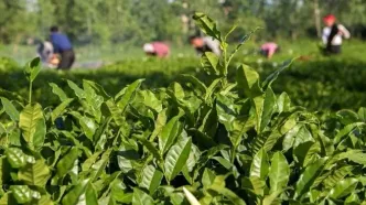 رشد ۵۶ درصدی صادرات چای