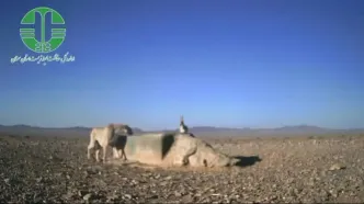 حیات وحش ایران؛ ثبت تقابل کم‌نظیر یوزپلنگ و گور آسیایی در توران