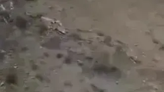مشاهده خرس سیاه آسیایی در شهرستان بشاگرد هرمزگان