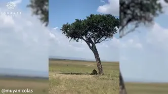 ببینید؛ غزال درست جلوی شیر خوش‌شانس زیر درخت افتاد