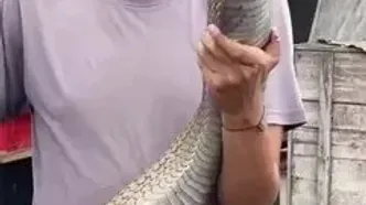 ببینید؛ این شاه کبرای مالزیایی بلندترین مار سمی روی کره زمین است!
