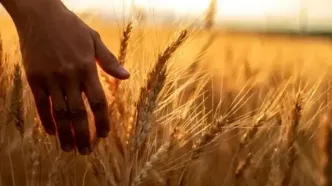 قیمت نهایی گندم اعلام شد با آخرین جزئیات آن