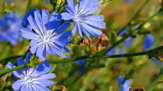 همه چیز درباره گیاه کاسنی و خواص باورنکردنی آن + طبع و شیوه مصرف