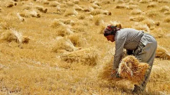 ۲۰ هزار میلیارد تومان دیگر از مطالبات گندمکاران پرداخت شد