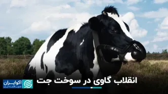 آمریکایی‌ها از کود گاو، سوخت جت ساختند