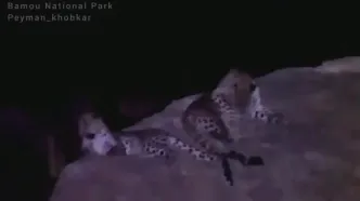 ببینید؛ پلنگ ایرانی و فرزندش در پارک ملی بمو