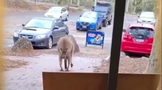 مشکل شهروندان باحضور ناگهانی حیوانات عجیب در منازل استرالیا + فیلم