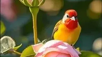 فال حافظ شما در 29 مرداد