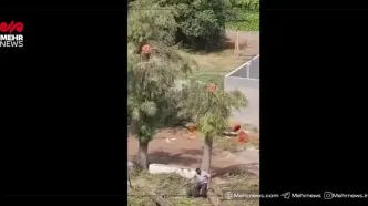 ماجرای گردن‌زنی درختان در بابلسر چه بود؟