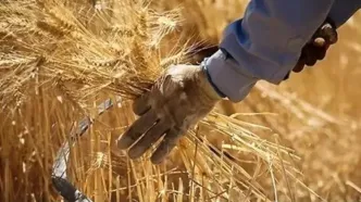 آخرین خبر از قیمت تضمینی گندم امروز چهارشنبه ۶ اسفند ۱۴۰۴ | نرخ گندم باید از این قیمت بالاتر باشد