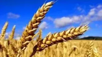 اعلام قیمت خرید تضمینی گندم؛ خرید ۳۰۰ دلاری گندم از روسیه و اوکراین