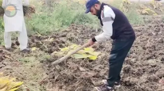 ببینید؛ مراحل جالب کاشت، برداشت و فرآوری زردچوبه در هند