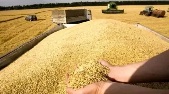 پرداخت ۷۴ درصد از مطالبات گندمکاران کشور
