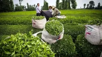 پرداخت۶۴ درصدی مطالبات چایکاران