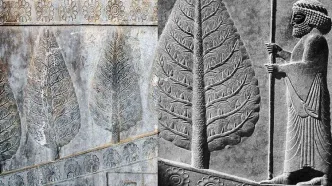 آیا آه سرو کاشمر، دامن خلیفه عباسی را گرفت؟