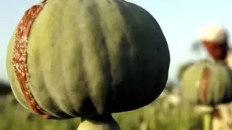 آزادی کشت خشخاش برای مصارف دارویی