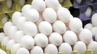 صادرات تخم مرغ به عمان از سر گرفته شد