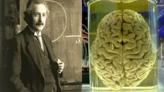 فناوری جدید چین می‌تواند به رمزگشایی مغز اینشتین کمک کند
