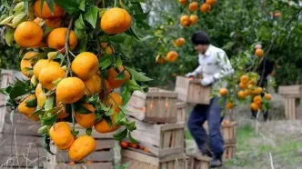 آخرین قیمت‌ میوه در تره‌بار تهران/ گرانی مرکبات در راه است؟