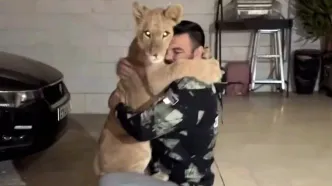 توله شیر باغ‌وحش پارک ارم تلف شد
