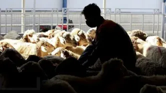 قیمت دام‌  زنده امروز جمعه ۱۶ آبان‌ماه ۱۴۰۴