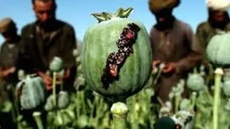 کشت «خشخاش» در کشور آزاد شد؟