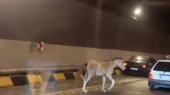حضور یک اسب وحشی در آزادراه تهران شمال!