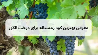 بهترین کود زمستانه برای درخت انگور