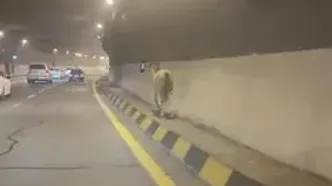 مشاهده یک اسب سرگردان در آزادراه تهران–شمال