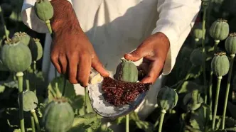 کم‌کاری قاچاقچیان صنعت دارو را بحرانی کرد