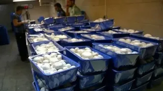 انفجار قیمت قارچ بعد از جنگ 12روزه/ قارچ کیلویی 350 هزار تومان شد