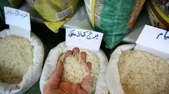 برنج ایرانی ارزان می‌شود؟