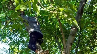 گردو تکانی در همدان کشته و زخمی داد