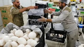 قارچ به باشگاه لاکچری‌ها پیوست