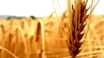 پرداخت بیش از  ۱۵۰ همت از مطالبات گندمکاران