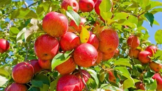 ۲۰ کشور دنیا طرفدار این محصول ناب ایران شدند