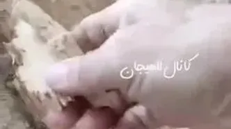 سقوط درخت چنار در خیابان انقلاب لاهیجان / 2 نفر مصدوم شدند