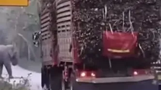 ببینید؛ فیل‌ها و استراتژی فرصت‌طلبانه برای غذا در تایلند