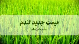 نرخ جدید خرید تضمینی گندم اعلام شد؛ تغییرات و جزئیات