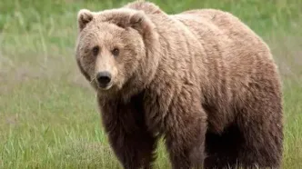 لحظات نادر از گشت‌وگذار خرس قهوه‌ای در پارک ملی گلستان ثبت شد+ فیلم