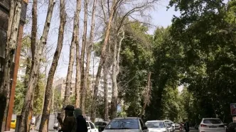 فرضیه جدید درباره خشک شدن درختان خیابان ولیعصر