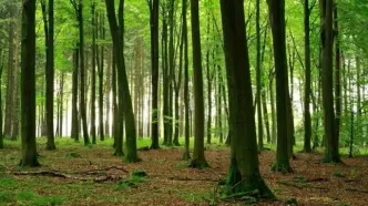 آغوش صمیمی درخت راش برای نجات جان دوستش+ فیلم