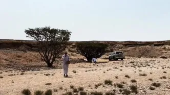 ببینید؛ اینجا کُندر ارزشمندتر از طلاست!