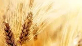 قیمت واقعی گندم اعلام شد